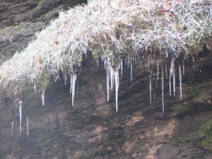 Icicles at Looking Glass Falls.