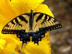 Flowers and Garden 6-25-09 005