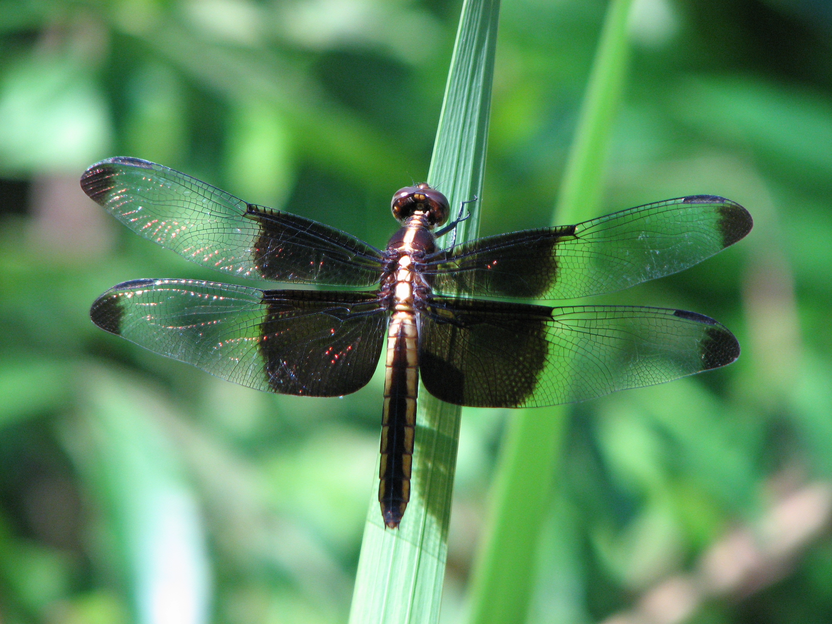 Flowers and Garden 6-25-09 055