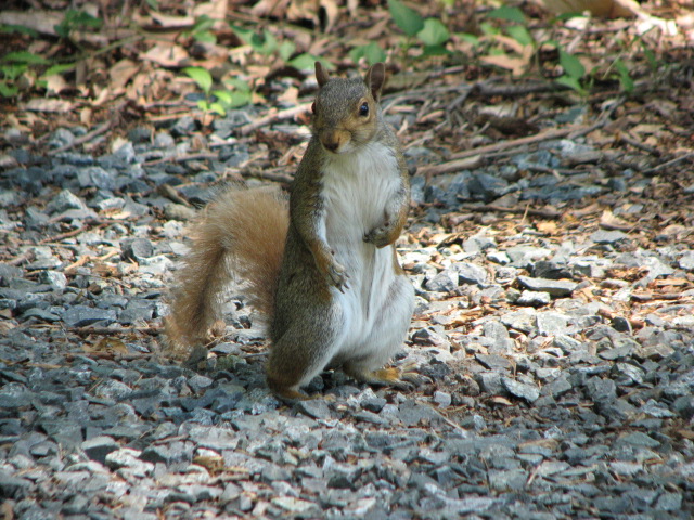 Squirrel 4