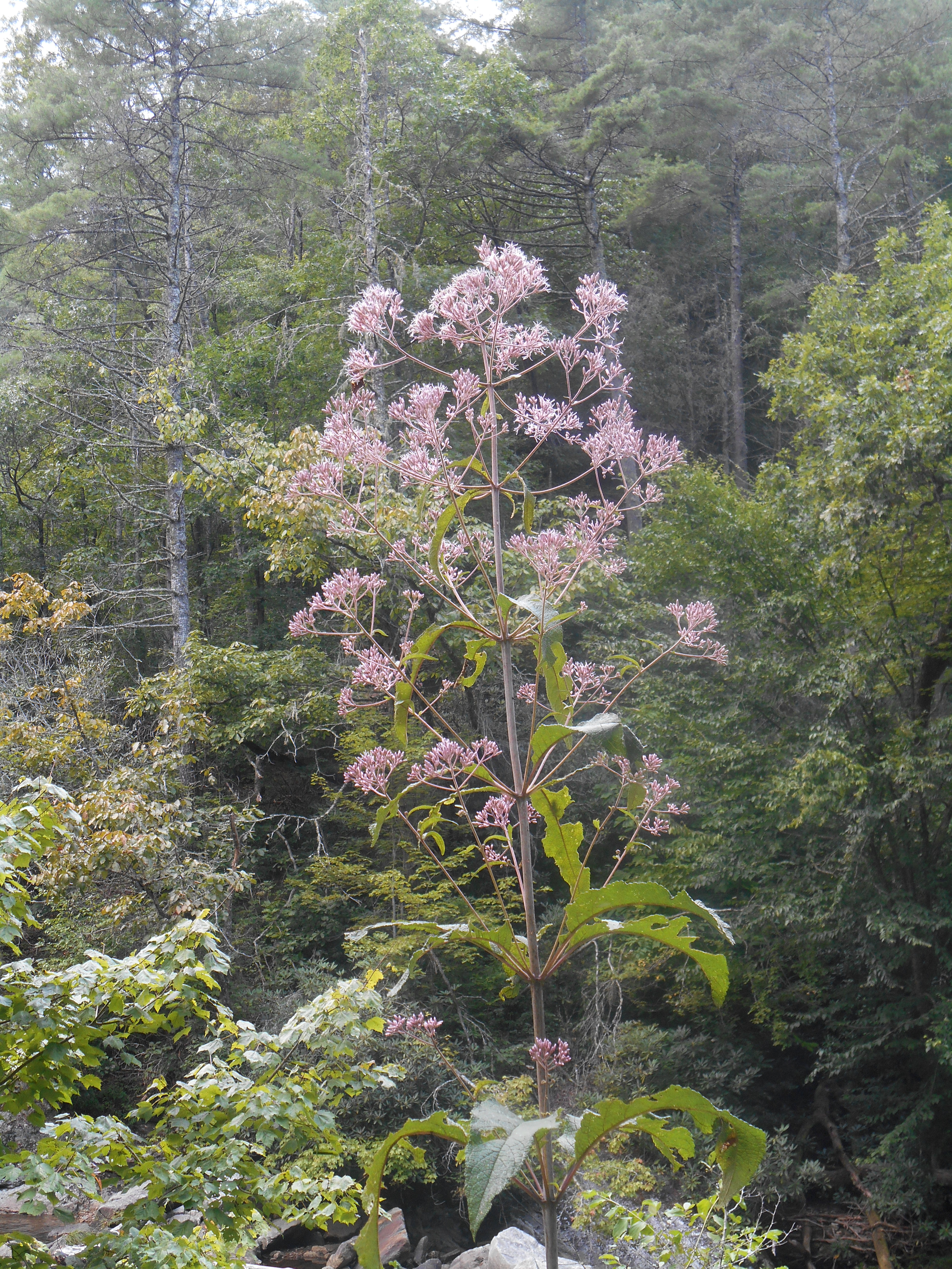 Raleigh &amp; Mountains 031