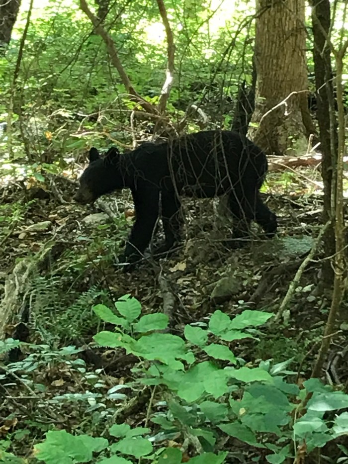 #BlackBears in #GSMNP