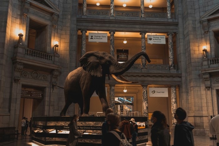Photo of a taxidermied elephant on display at the Smithsonian Institution in Washington, DC
