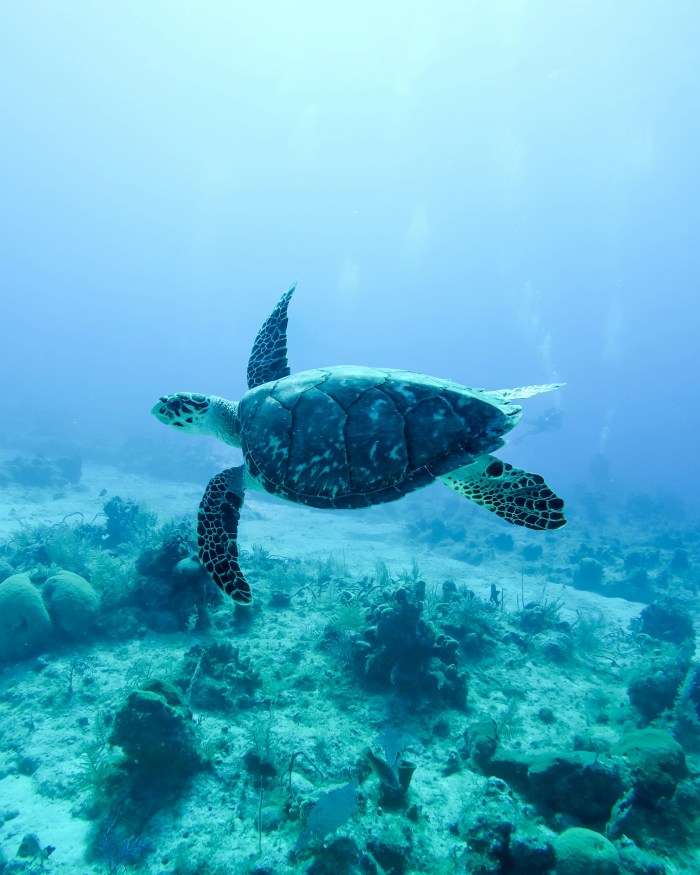 Photo of a sea turtle in the ocean