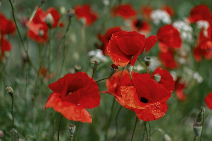 Photo of a field of red poppies