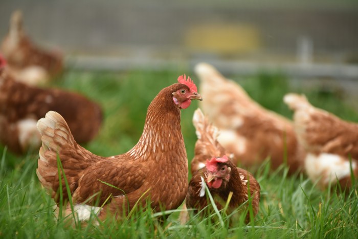 Photo of chickens in the grass