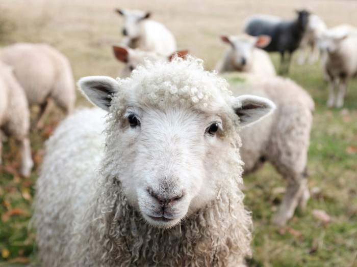 Photo of a close-up of a sheep's face with other sheep in the background