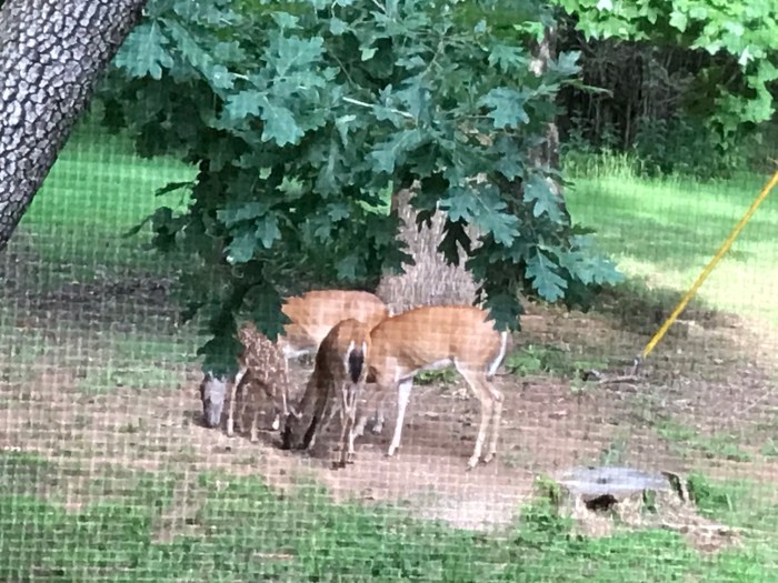 Photo of a fawn surrounded by does.