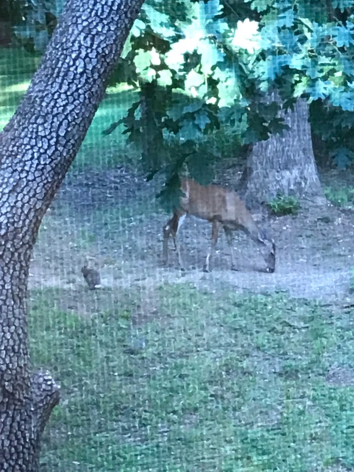 Photo of a rabbit and deer eating a few feet from each other.